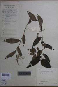 狹葉赤車 狹葉赤車