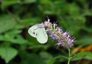 青海野青茅 青海野青茅