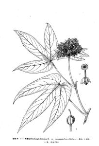 黃蓉花（變種）圖版28：1-3