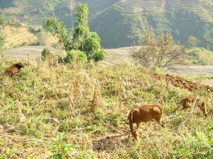 宗瑪垤村 宗瑪垤村