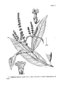 密香醉魚草 密香醉魚草