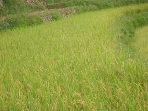 江邊上片村-水稻種植