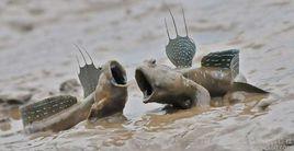 三門跳跳魚 三門跳跳魚