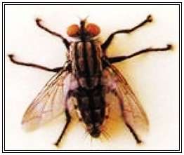 麻蠅 麻蠅