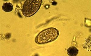 夏科雷登結晶 夏科雷登結晶