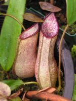 大型平庸豬籠草