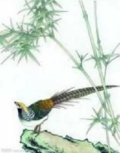 錦竹[禾本科植物]