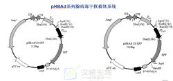 經典的pHBAd系列腺病毒干擾載體系統