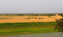 巨鹿縣農業發展迅速