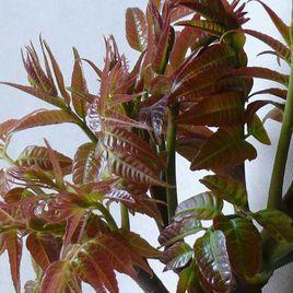 槐里香椿 槐里香椿