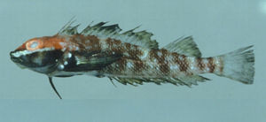 四紋彎線䲁 四紋彎線䲁