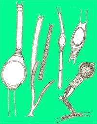 剛毛藻目 剛毛藻目