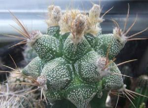 （圖）仙人掌屬