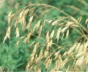 波申雀麥 波申雀麥