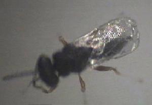 蚜小蜂科 蚜小蜂科