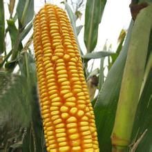 奧玉二八 奧玉二八