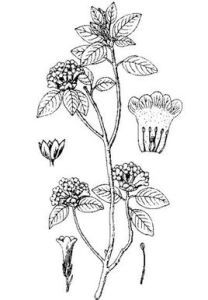 小葉枇杷 小葉枇杷