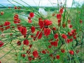 庫爾勒沙拐棗 庫爾勒沙拐棗