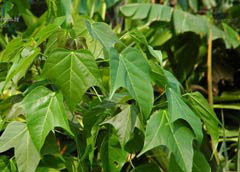 矮山芝麻 矮山芝麻