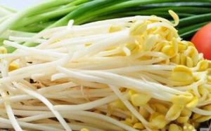 無根豆芽 無根豆芽