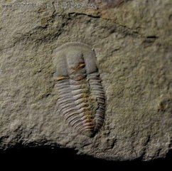 古油櫛蟲屬 古油櫛蟲屬