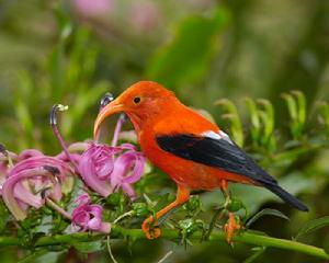 鐮嘴管舌鳥 鐮嘴管舌鳥