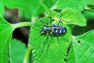 貝氏虎甲 貝氏虎甲