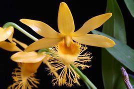 長蘇石斛 長蘇石斛