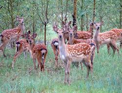 蒙藥本草 蒙藥本草