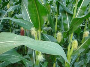 西太溝村農作物