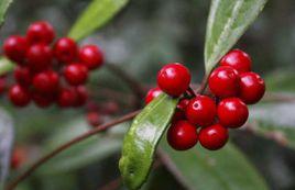 紫金牛屬 紫金牛屬