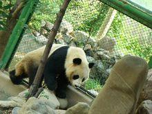 蘭州動物園的大熊貓