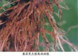 番茄紅粉病 番茄紅粉病