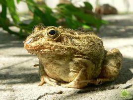 蟾蜍[無尾目蟾蜍科動物]