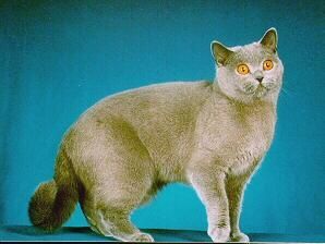英國短毛貓British Shorthair