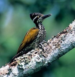 金背三趾啄木鳥