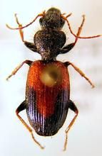 半猛步甲 半猛步甲