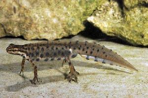 黑斑蠑螈 黑斑蠑螈