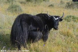 氂牛精神 氂牛精神