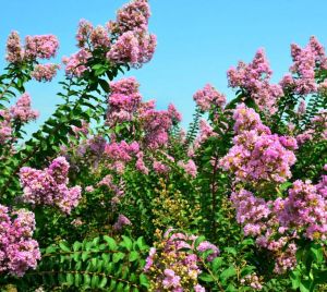 襄陽中華紫薇園