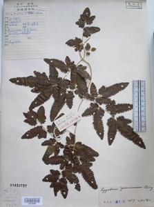 雲南海金沙 雲南海金沙