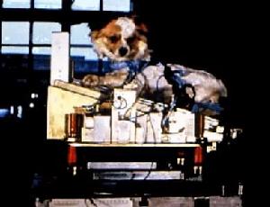 生物火箭 生物火箭