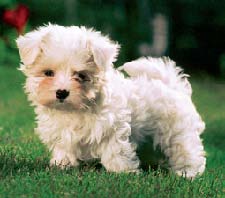 迷途知返的動物 迷途知返的動物