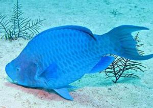 藍頰鸚嘴魚 藍頰鸚嘴魚