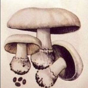 黑包腳傘 黑包腳傘