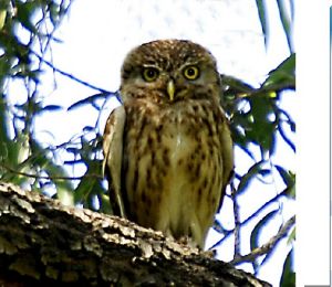 縱紋腹小鴞 縱紋腹小鴞