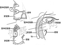 慢性化膿性中耳炎