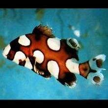 燕子花旦 燕子花旦