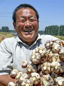 商河大蒜喜獲豐收