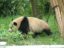 九寨溝大熊貓